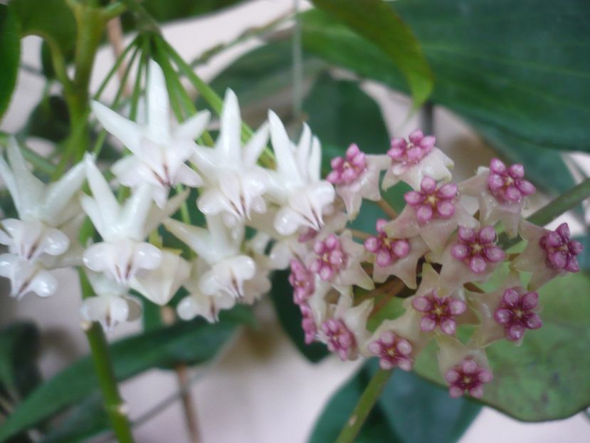 P1370764 - HOYA 2018-1