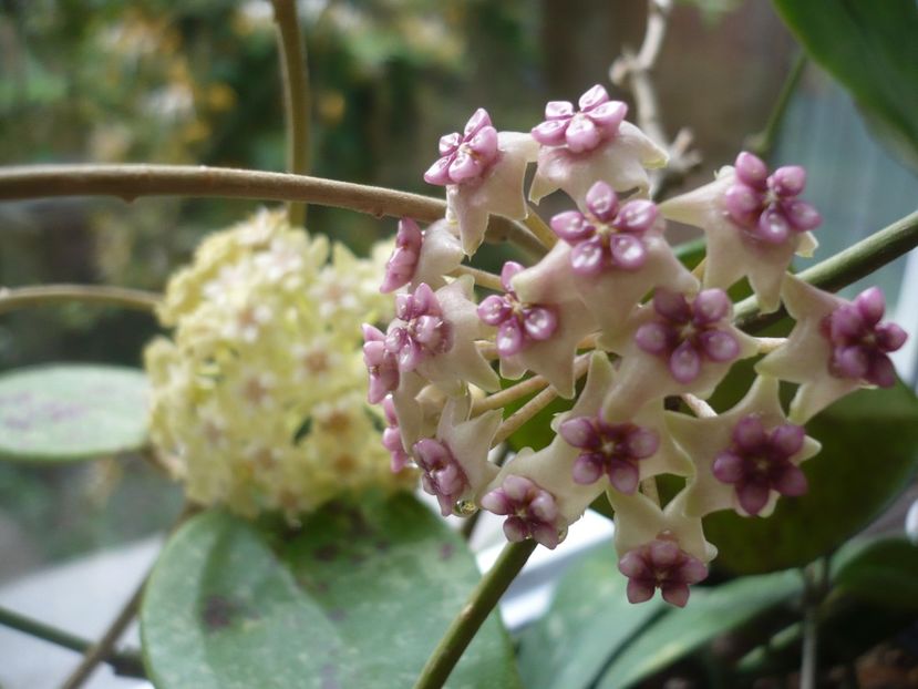 P1370768 - HOYA 2018-1