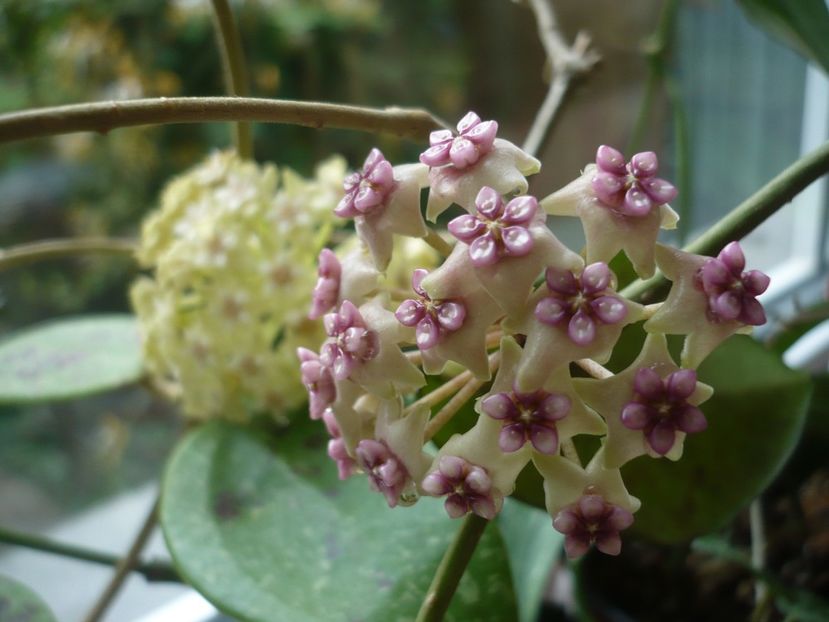 P1370769 - HOYA 2018-1