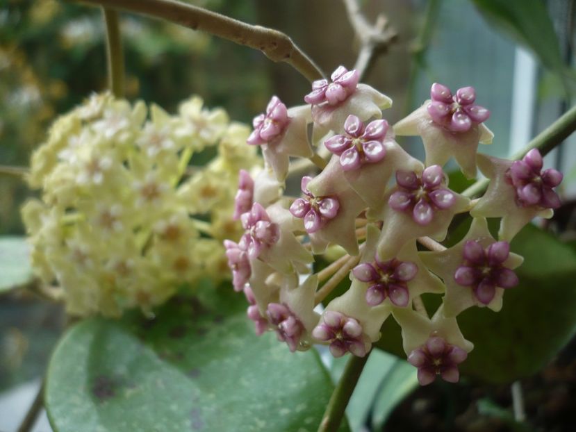 P1370770 - HOYA 2018-1