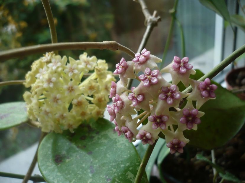 P1370771 - HOYA 2018-1