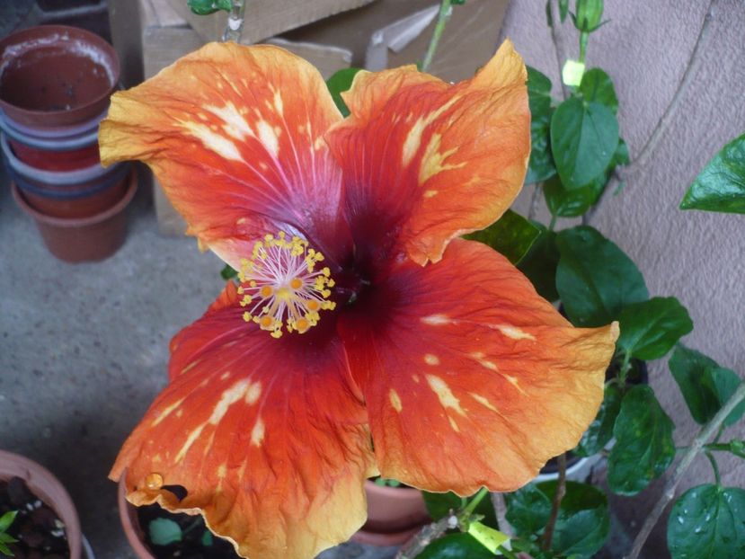 05.06.2018 - HIBISCUSI 2018-2