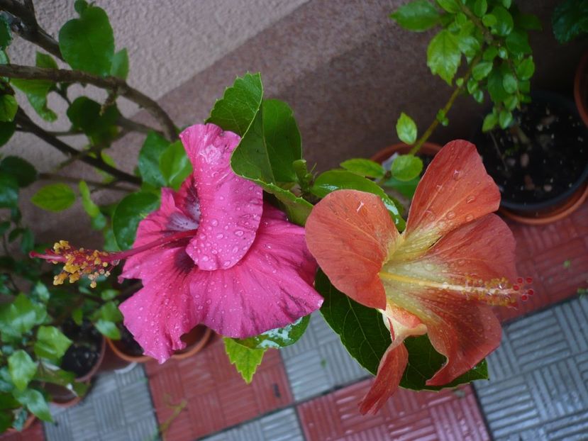 P1370780 - HIBISCUSI 2018-2