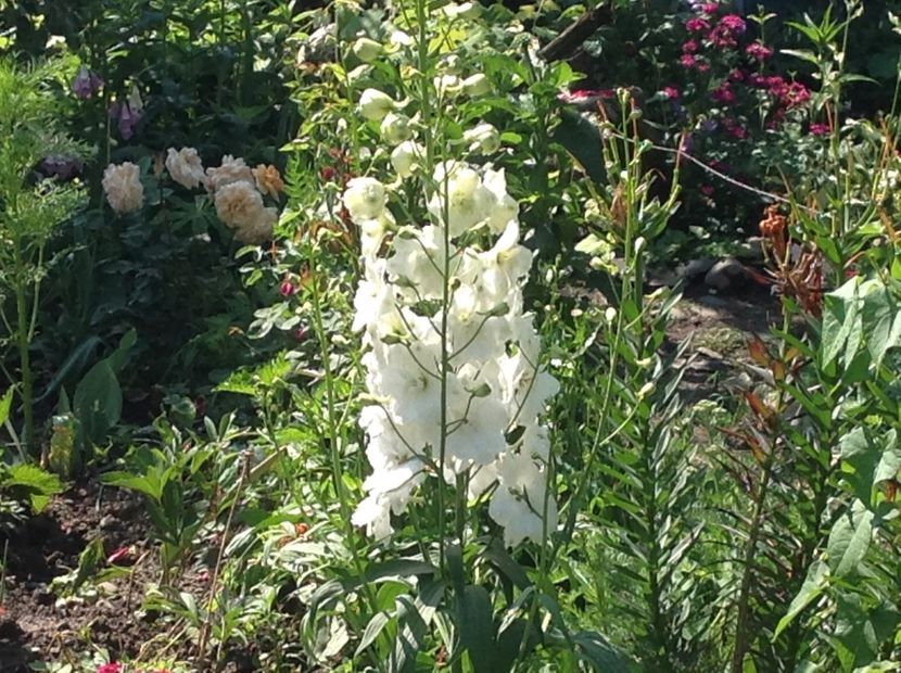  - Delphinium un nou inceput