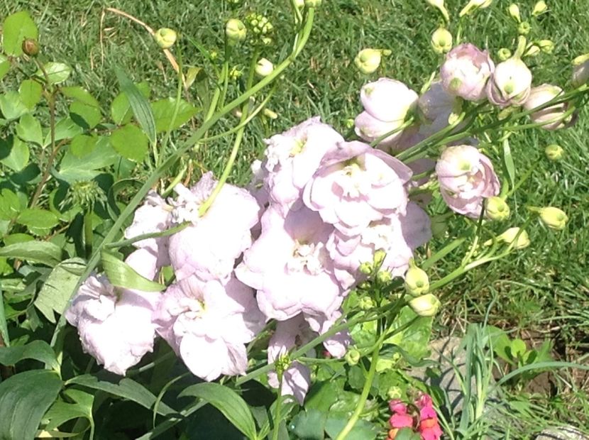  - Delphinium un nou inceput