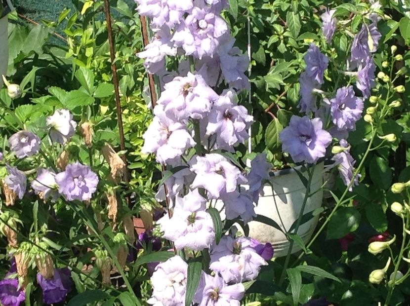  - Delphinium un nou inceput