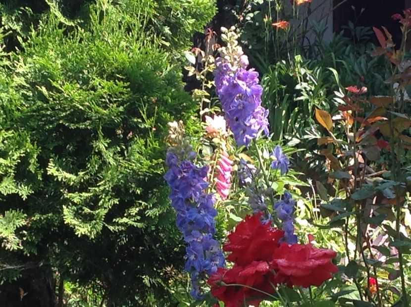  - Delphinium un nou inceput