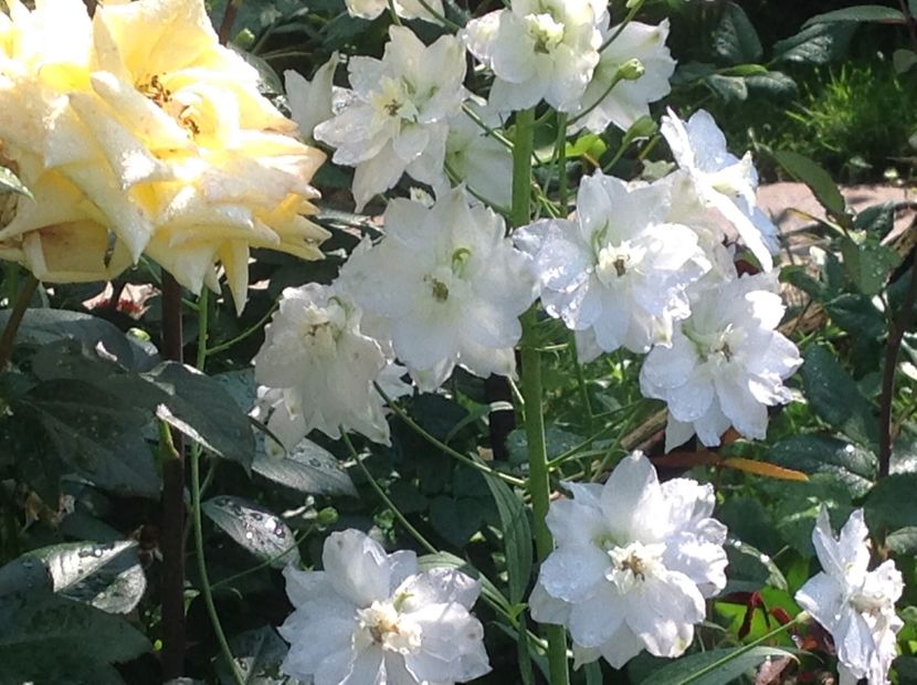  - Delphinium un nou inceput