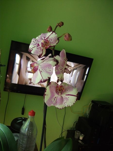 Magic Art - Orhidee