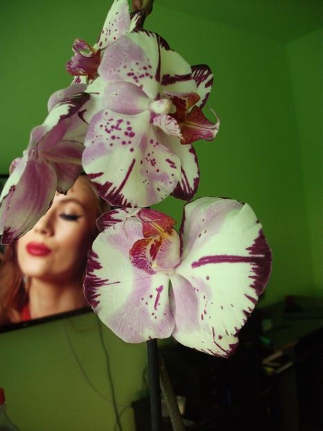 - Orhidee