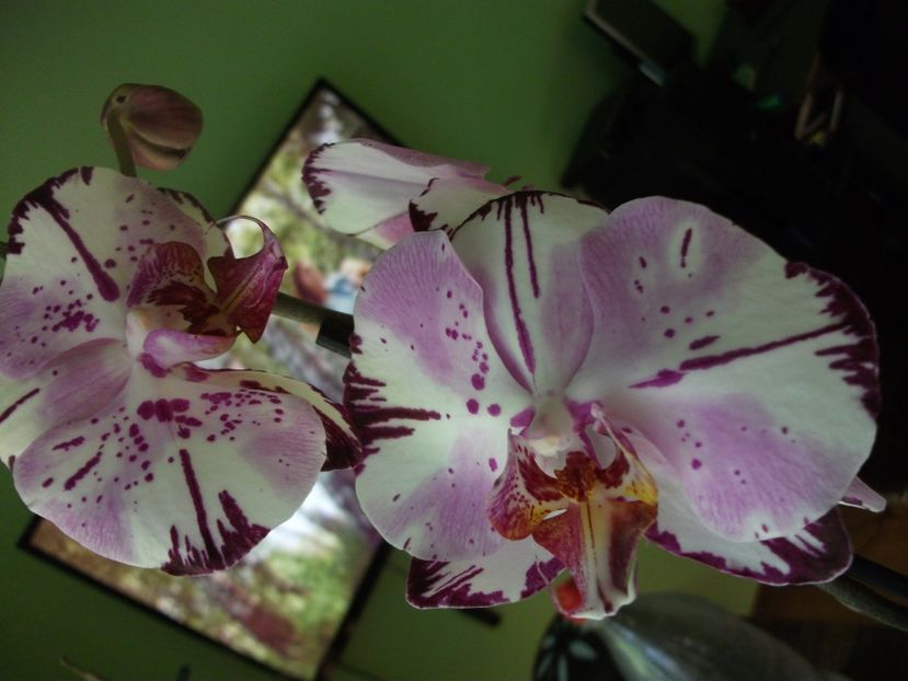  - Orhidee