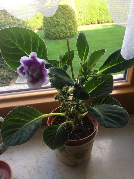 Ora adevărului ;) ce datorez? - Gloxinia Burgundy Queen