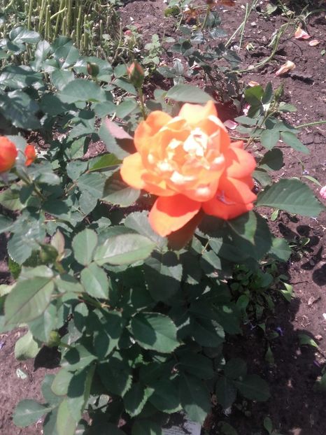 Super trouper-culoarea e chiar portolie - Gradina-2018