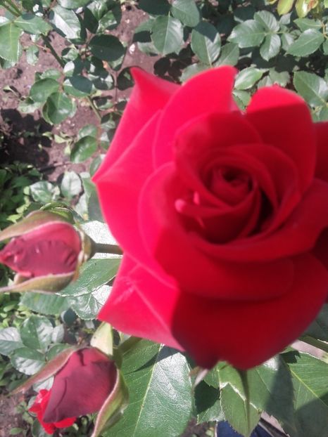 Niccolo paganini - Gradina-2018