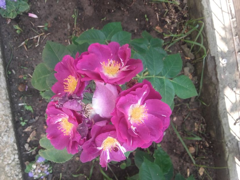 Rapsody in blue - Gradina-2018