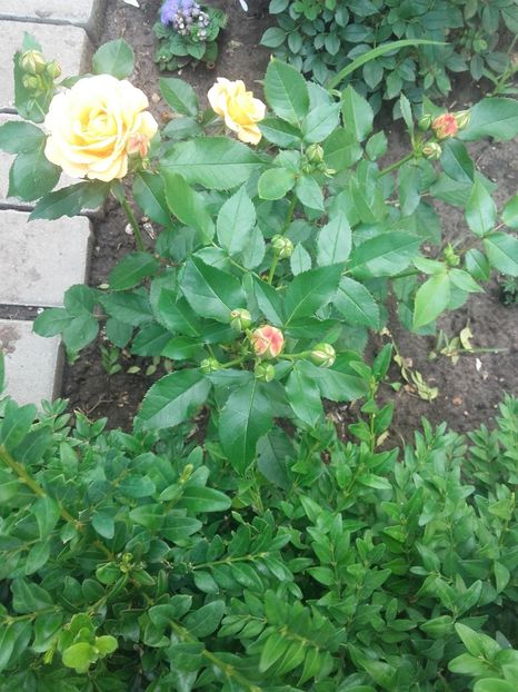 Dolce vita - Gradina-2018