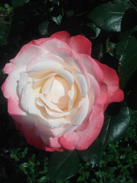 Nostalgie - Gradina-2018