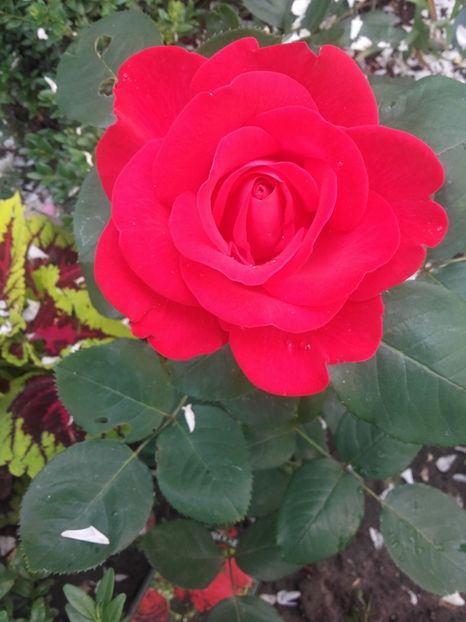 Dominica - Gradina-2018