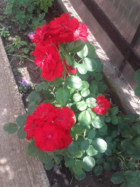 O floribunda rosie.??? - Gradina-2018