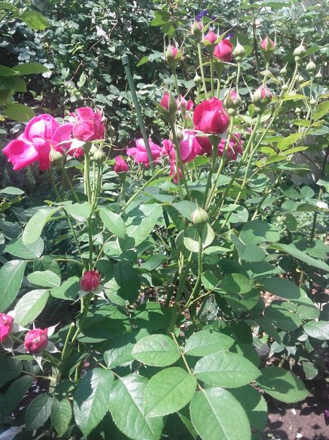 William shachespeare 2000 - Gradina-2018