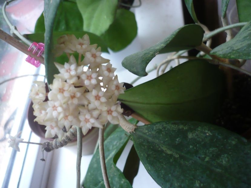 P1370784 - HOYA 2018-1