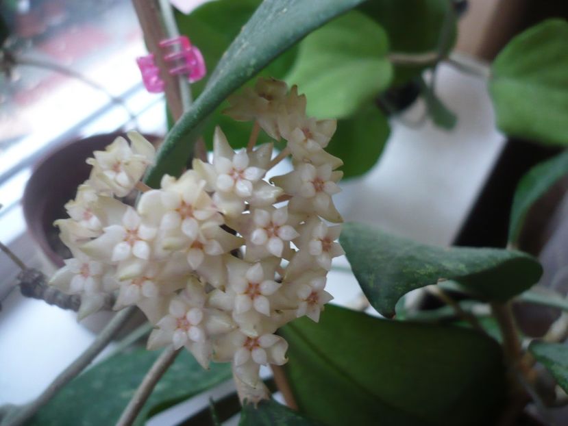 P1370785 - HOYA 2018-1