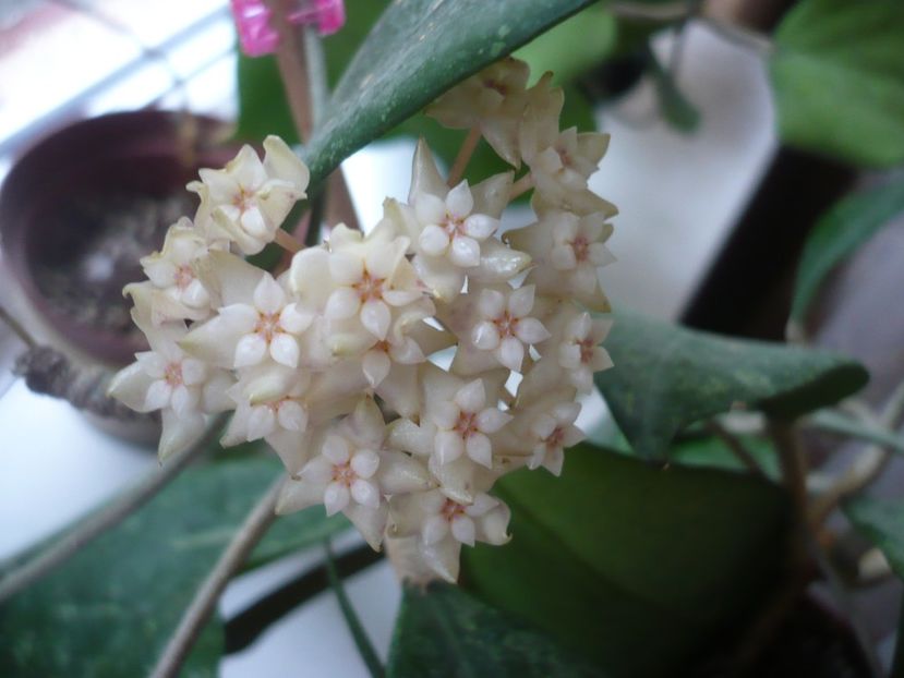 P1370786 - HOYA 2018-1