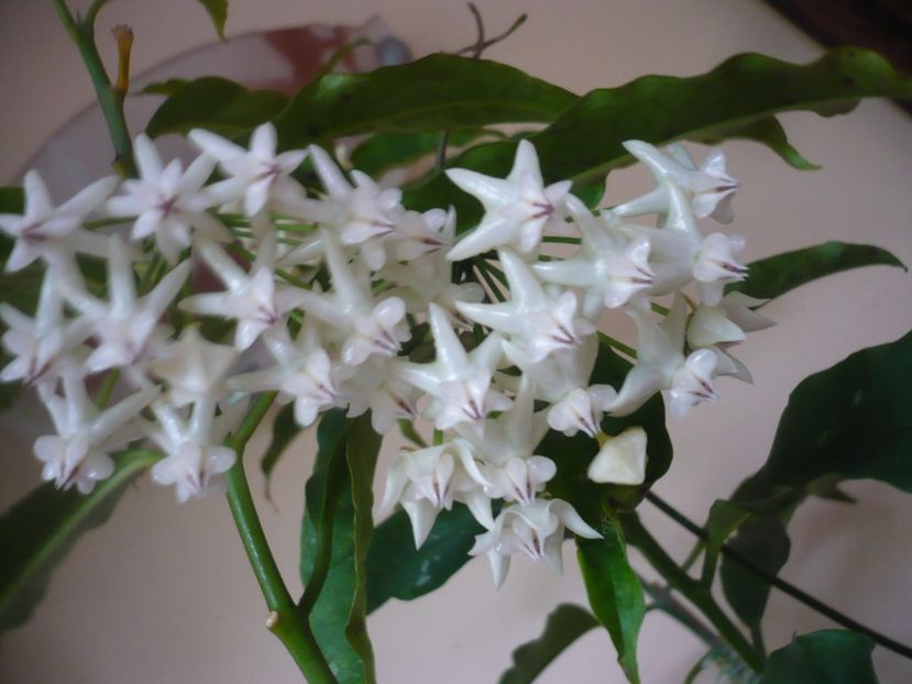 P1370787 - HOYA 2018-1