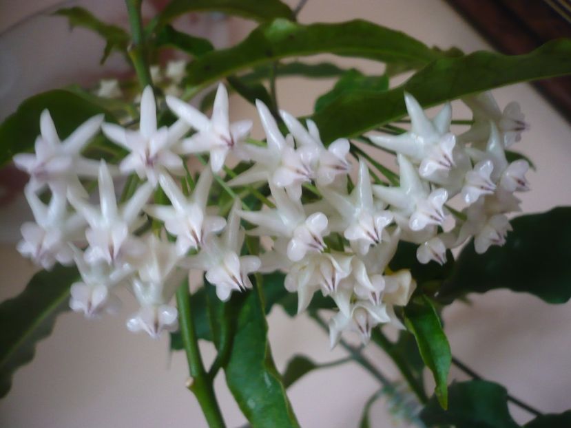 P1370790 - HOYA 2018-1