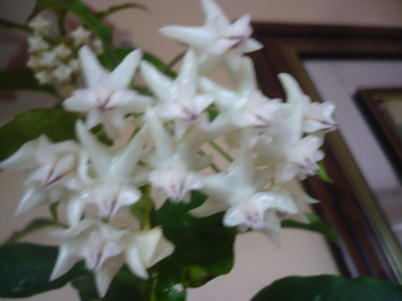 P1370792 - HOYA 2018-1