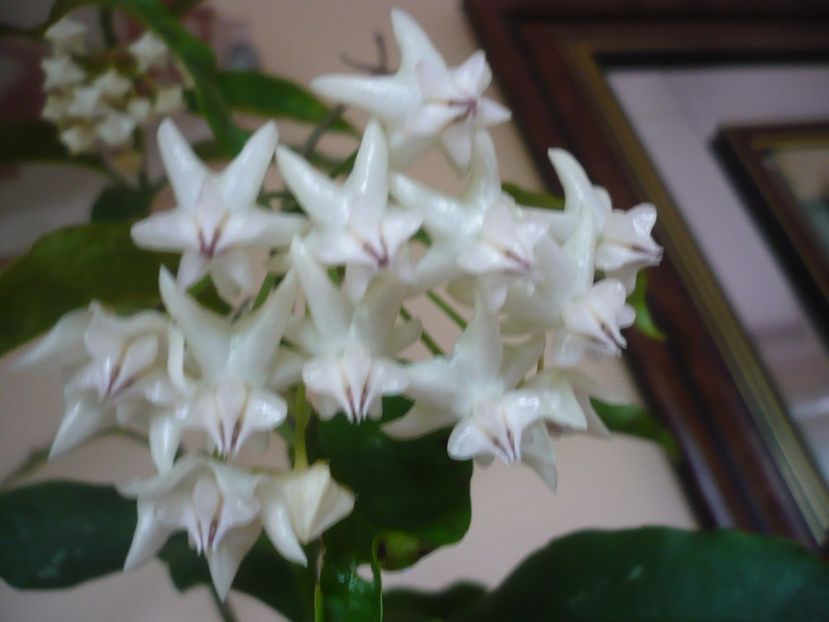 P1370793 - HOYA 2018-1