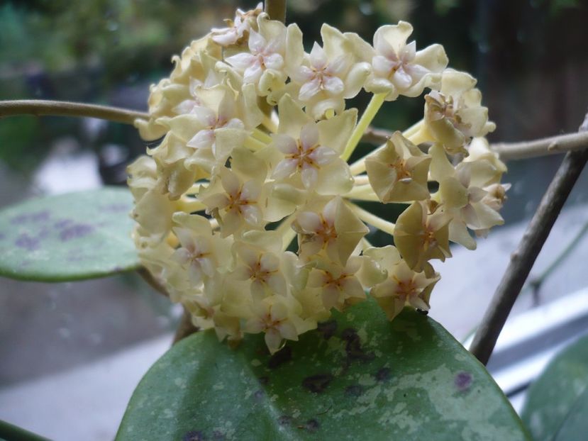 P1370794 - HOYA 2018-1