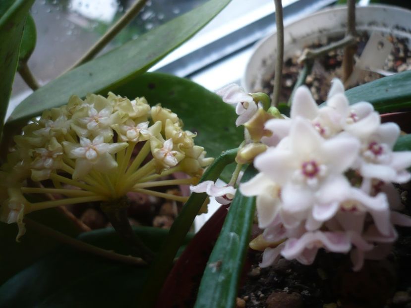 P1370795 - HOYA 2018-1