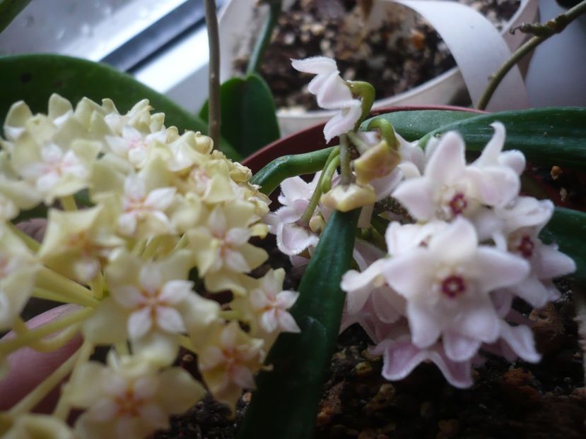 P1370796 - HOYA 2018-1