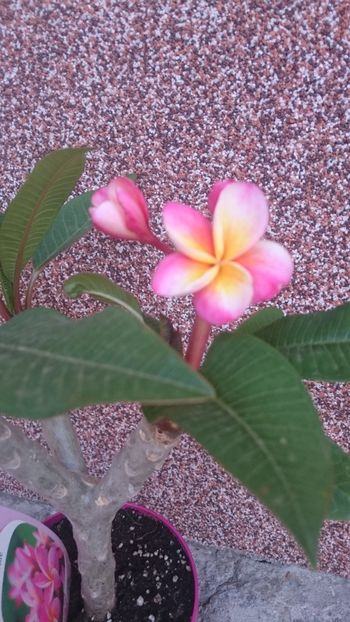  - 2018 PLUMERIA ACHIZITII