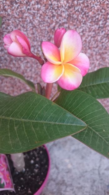  - 2018 PLUMERIA ACHIZITII