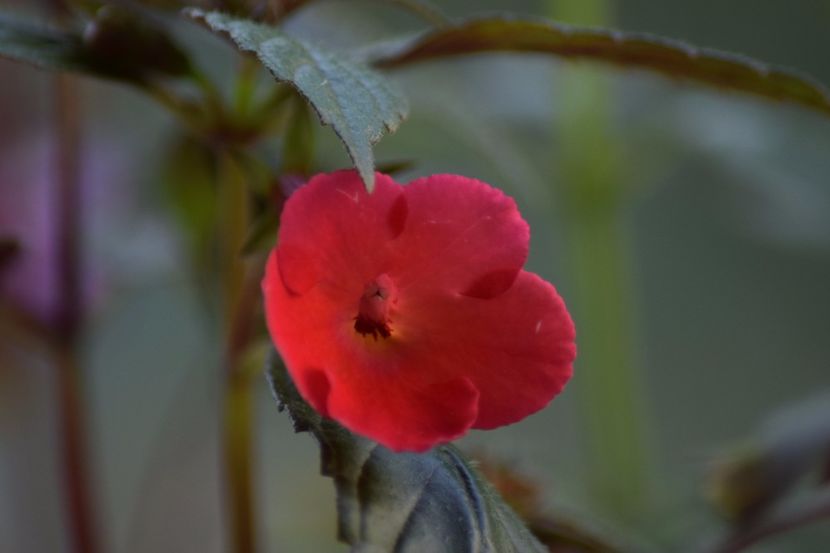  - Achimenes