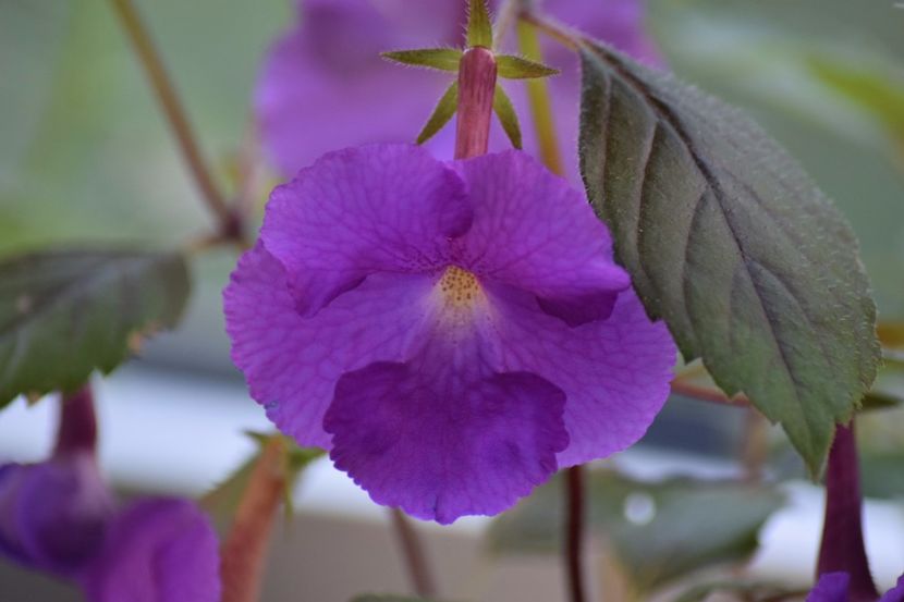  - Achimenes