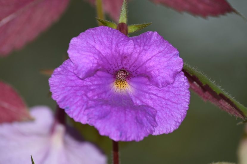  - Achimenes