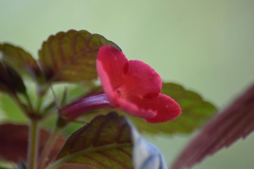  - Achimenes