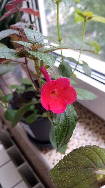 IMG-20180605-WA0012 - Achimenes