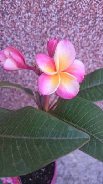  - 2018 PLUMERIA SI ADENIUM