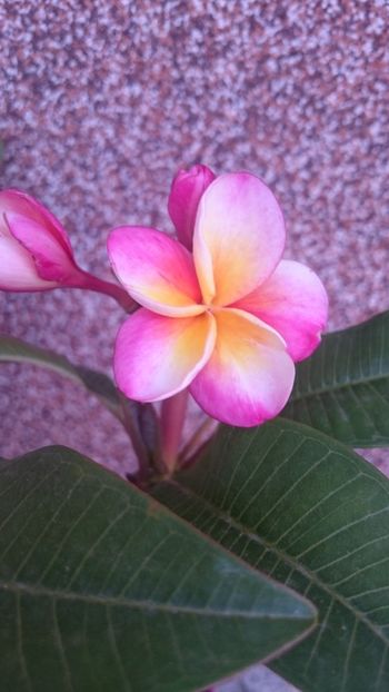  - 2018 PLUMERIA SI ADENIUM
