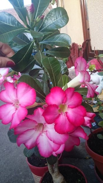  - 2018 PLUMERIA SI ADENIUM