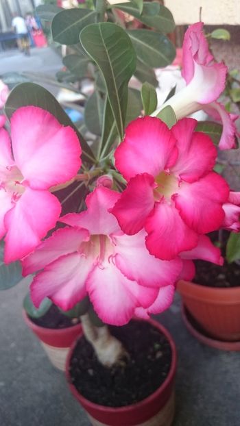  - 2018 PLUMERIA SI ADENIUM