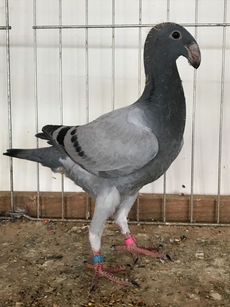 DFBEE32A-E5A9-4D92-B6CA-8464B68DF663 - VOIAJORI GERMANI PUI 2018