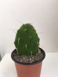 OPUNTIA Elata 10 lei - Vand cactusi