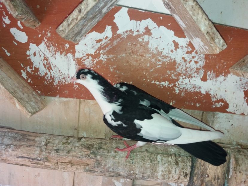 7059  2018 - Plecați ALBUM 1