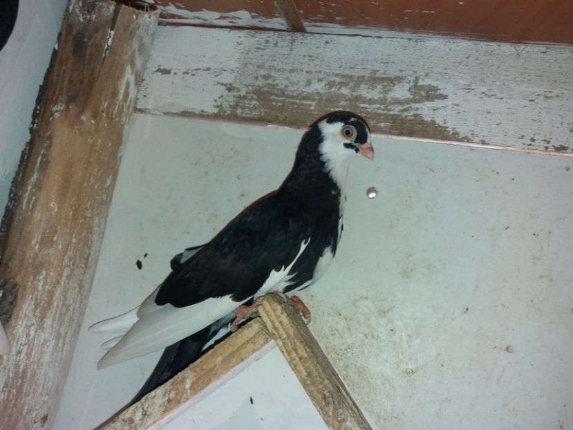 6980  2018 - Plecați ALBUM 1