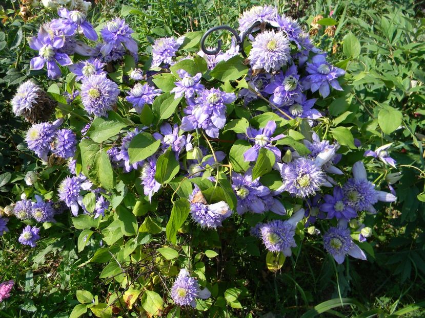 Blue light - Clematite 2018